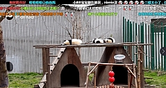 羡慕熊猫的生活吗？有了它，你也能在家当“国宝”！